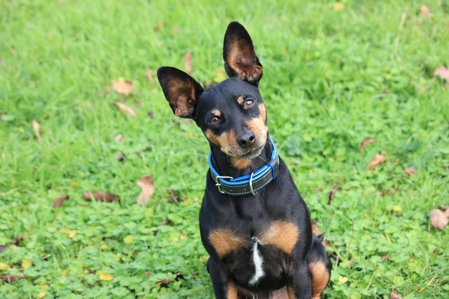 Collier chien - Personnalisé